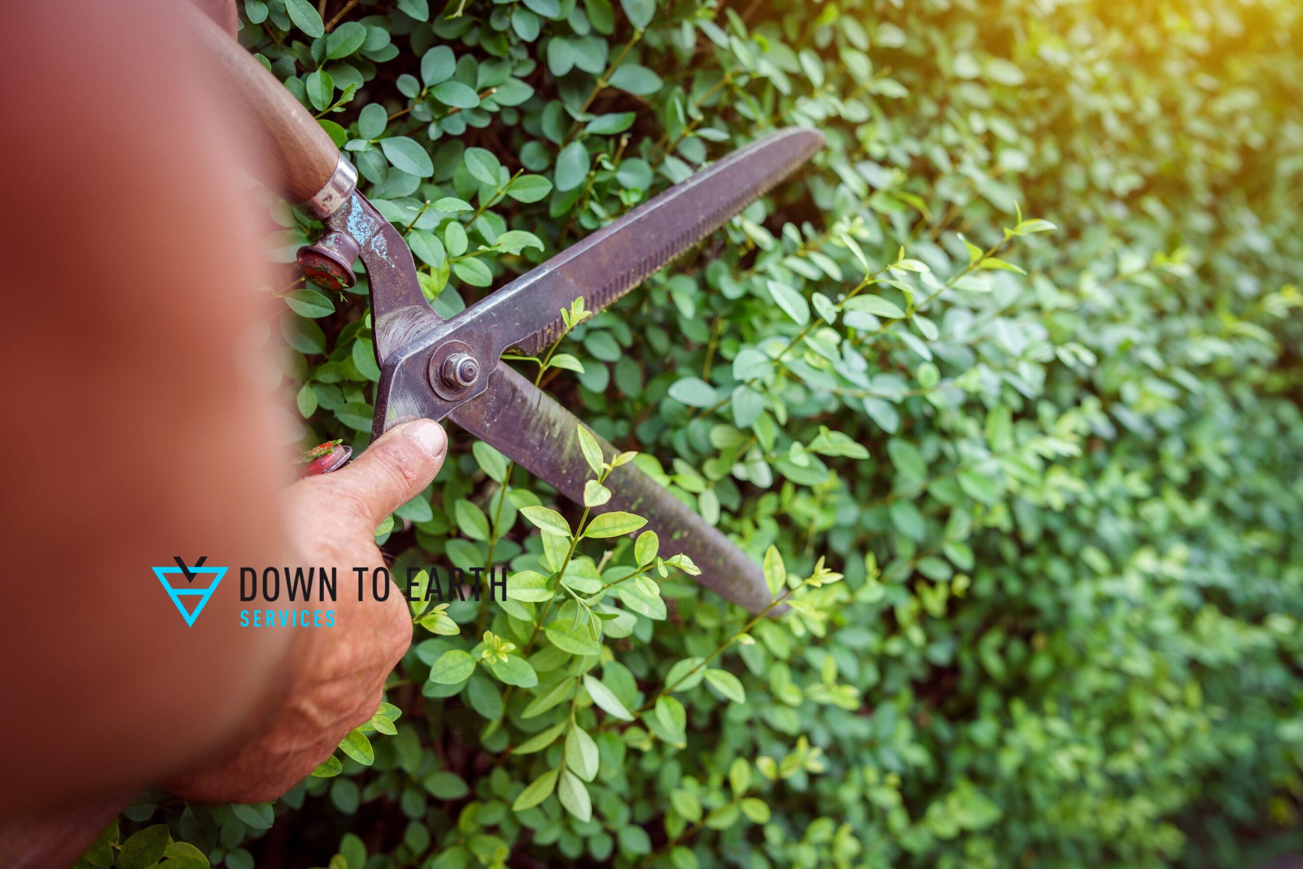 benefits of planting native shrubs in your landscaping